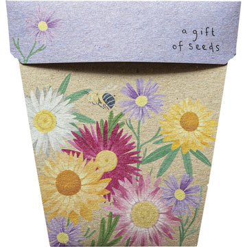 Sow 'n Sow Gift of Seeds Daisies Native